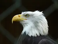 Bald-Eagle.webp