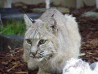 Bobcat_image004.jpg