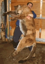 cougar1.gif