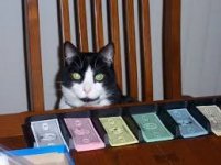 cat monopoly money.jpg