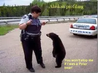 bear profiling.webp