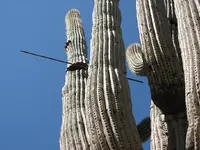 arrow thru saguaro.webp