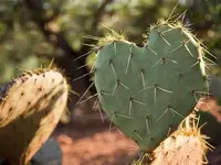 cactus heart.webp