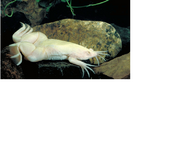 cave frog.png