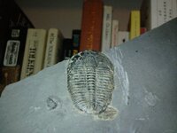 trilobite.jpg