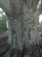 tree1 pic.webp