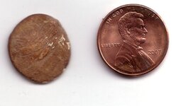 tree coin 5.jpg