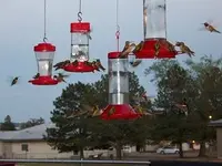 30Hummingbirds at dusk300x270.webp