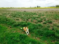 Fan in the Stater field.webp