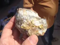 Lots of visible gold in quartz in a sample Ron Feldman says came from the Lost Dutchman Mine_.webp