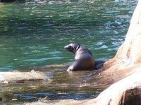 small sea lion.jpg