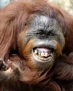 laughing_orangutan.webp