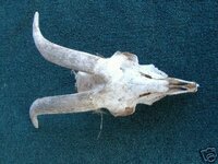 goat skull.jpg