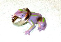 frog1.jpg