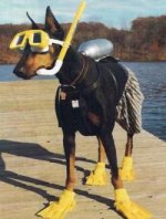 top-10-funny-animals-in-scuba-diving-gear-8.jpg