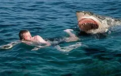 sharkattack_1778841b.webp