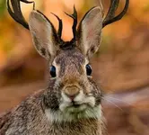 Jackalope.webp