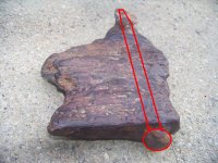 shipwreck wood with spike.JPG