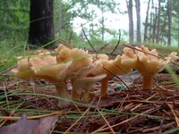 8-25-07 mushrooms 022.jpg