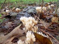 8-25-07 mushrooms 061.jpg