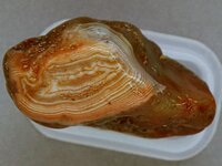 Agate-June2015-NwRedwhite-Img_6296SSS.jpg