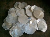 Capiz Shells.jpg