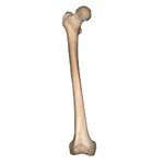 femur_right.jpg