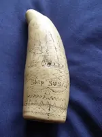 scrimshaw back.webp