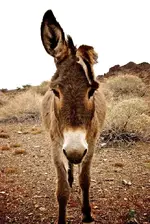 donkeys-046.webp