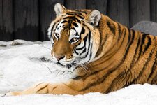 amur_tigress_portrait_i_by_orangeroom-d60mf89.jpg