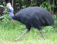 23-Cassowary.webp