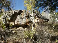 Shadow turtle running on alligator rock.webp