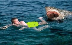 sharkattack_1778841b.jpg