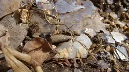 trench quartz mica B.webp