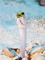 brac-jawfish-250.webp