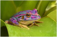 frogs-Pastel-Purple-Frog.jpg