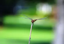 dragonfly 3.webp