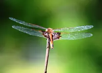 dragonfly 4.webp