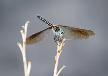 dragonfly.webp