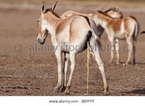 indian-wild-ass-or-khur-herd-in-rann-of-kutch-with-a-female-urinating-B89FPF.jpg