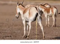 indian-wild-ass-or-khur-herd-in-rann-of-kutch-with-a-female-urinating-B89FPF.webp