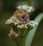 cool-animal-smiling-mouse.webp