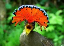 birds-The-Amazonian-Royal-Flycatcher-is-found-near-the-Amazon-.-They-are-about-6.5-inches-in-...webp