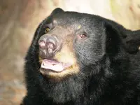 black bear.webp