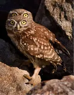 birds-two-owls.webp