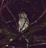 owl 004.webp