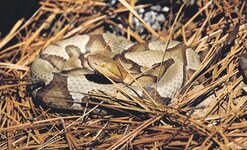 Copperhead%20Rhonda%20Weldon.jpg