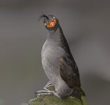 smiling-crested-auklet.jpg