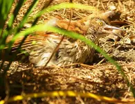 Brown Thrasher.webp