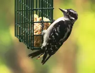 Downy Woodpecker.webp